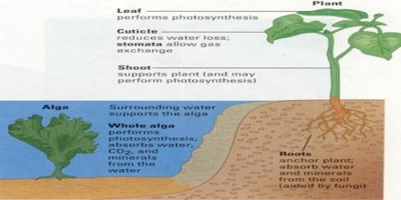 Plant Structure Adaptations and Responses