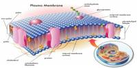 Cell Structure: Plasma Membrane