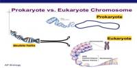 Prokaryotic and Eukaryotic Chromosomes