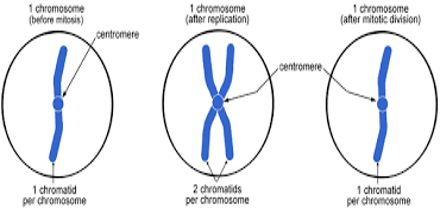 Replication of DNA and Chromosomes