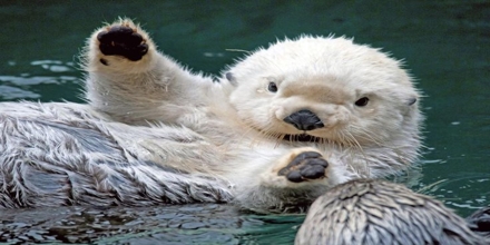 Sea Otters: Adorable but Threatened