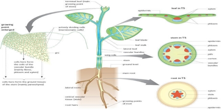 Support and Transport in Plants