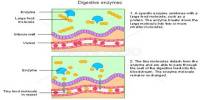 Lecture on Digestive Enzymes