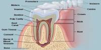 Lecture on Teeth