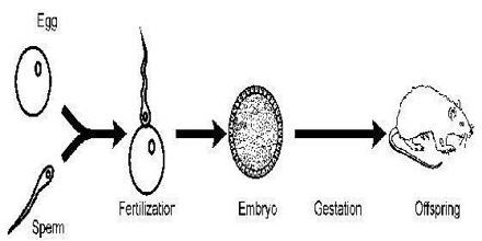 an egg cell and sperm cell join together to form a