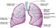 Lecture on Lungs