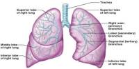 Lecture on Lungs