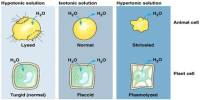 Cell Membranes: Osmosis and Diffusion
