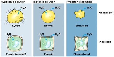 Cell Membranes: Osmosis and Diffusion - Assignment Point