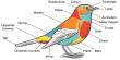 Bird Biology