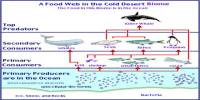 Food web of the Arctic