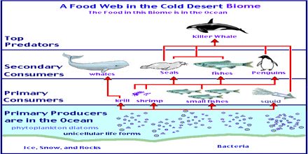 Food web of the Arctic