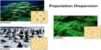 Key Features of Populations