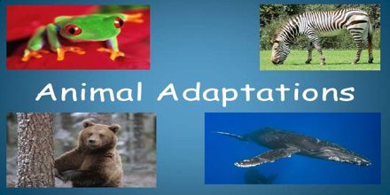 Animal Adaptations - Assignment Point