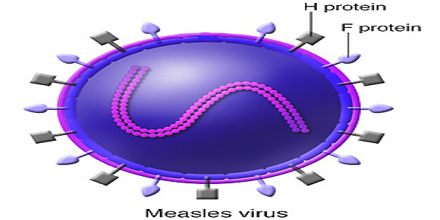 Virus Measles