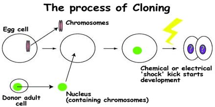 What is Cloning