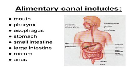 The Alimentary Canal Assignment Point