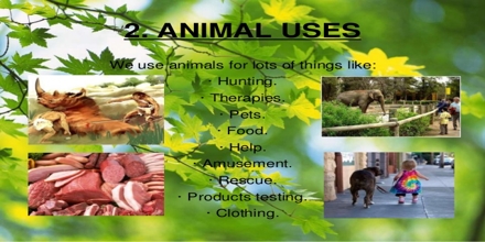 Animal Uses - Assignment Point