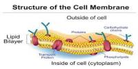 Cell Membrane and Transport