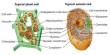 Cell Theory: Viewing Cells