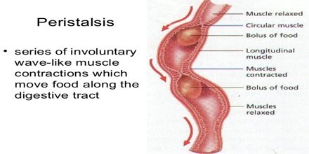 Digestion and Peristalsis