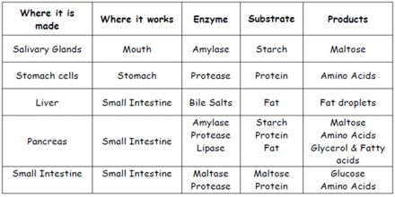 Digestive Enzymes