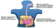Enzymes and Digestion