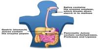 Enzymes and Digestion