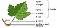 External Structure of Plants