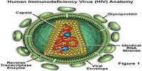 Human Imunnodeficiency Virus