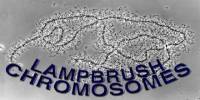 Lampbrush Chromosome