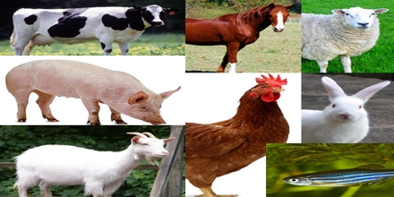 Livestock Animals