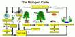 Presentation on Nitrogen Cycle