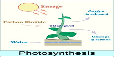 Lecture on Photosynthesis