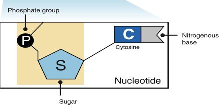 Structure of Nucleotide