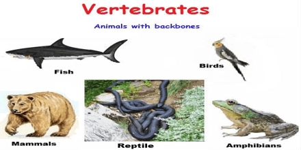 Presentation on Vertebrates