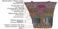 Anatomy of Dicot Plants
