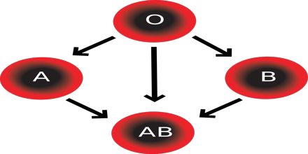 Lecture on Blood Type