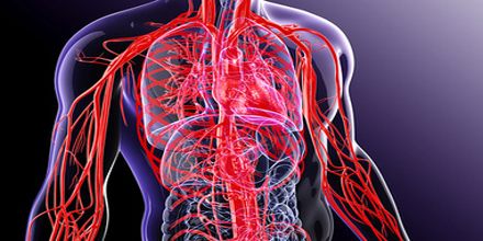 What are Blood Vessels?