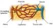 Lecture on Blood Vessels