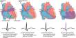 Co-ordination of Cardiac Cycle