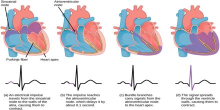 Co-ordination of Cardiac Cycle