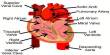 Lecture on Circulatory System