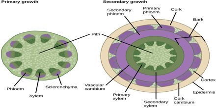 Secondary Growth of Plants
