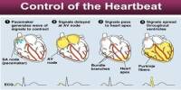 Control of the Heart Beat