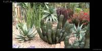 Lecture on Xerophytes