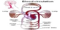 Lecture on Blood and Circulation