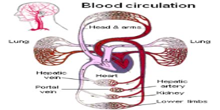 Lecture on Blood and Circulation