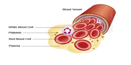 what are the components of blood briefly describe each
