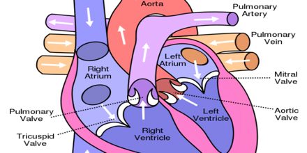 Heart Circulatory System - Assignment Point